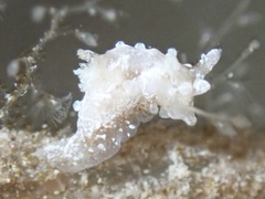 Okenia zoobotryon