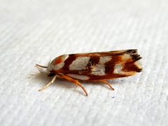Plectophila electella