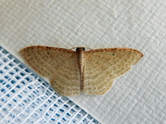 Poecilasthena pulchraria