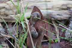 Stanisicarion freycineti