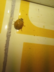 Harmonia axyridis