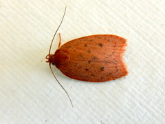 Prionocris protoxantha