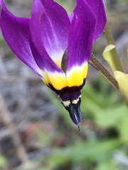 Primula clevelandii