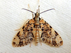 Sauris lichenias