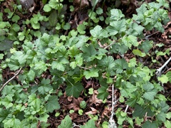Ribes divaricatum