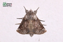 Macrobarasa xantholopha