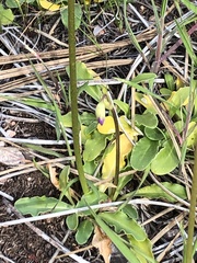 Primula clevelandii