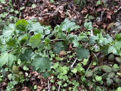 Ribes divaricatum