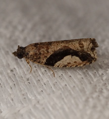 Statherotis pendulata