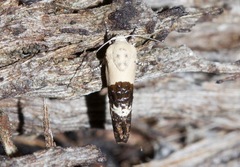 Hypertropha chlaenota