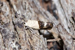 Hypertropha chlaenota