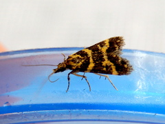 Scoparia spelaea