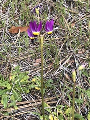 Primula clevelandii