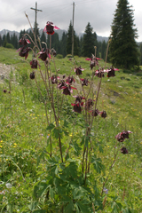 Aquilegia atrovinosa