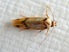 Sphyrelata nefanda