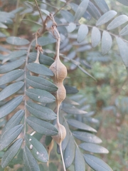 Sophora macrocarpa