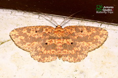 Borbacha punctipardaria