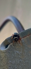 Zenodorus orbiculatus
