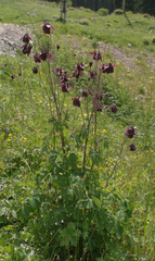 Aquilegia atrovinosa