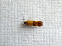 Stathmopoda auriferella