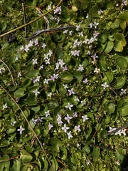 Oldenlandia salzmannii