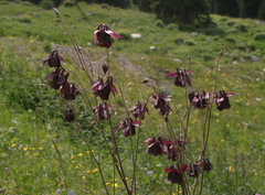Aquilegia atrovinosa