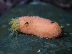 Lissothuria nutriens