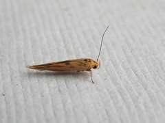 Stathmopoda hyposcia