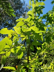 Nothofagus alpina
