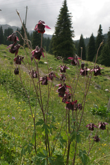 Aquilegia atrovinosa
