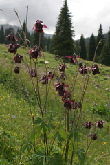 Aquilegia atrovinosa