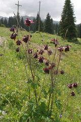 Aquilegia atrovinosa
