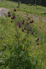 Aquilegia atrovinosa