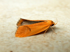 Telocharacta hemicroca