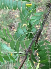 Gleditsia triacanthos