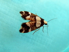 Thallarcha phalarota