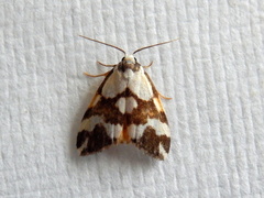 Thallarcha staurocola