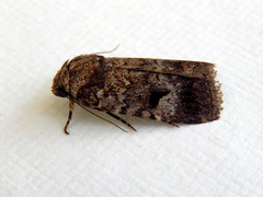 Thoracolopha flexirena