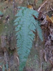 Blechnum hastatum