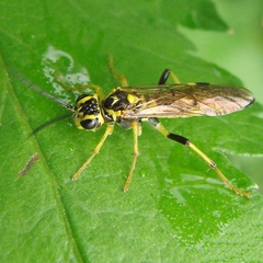 Tenthredo verticalis