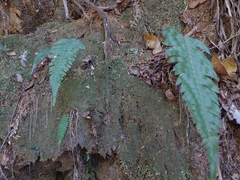 Blechnum hastatum