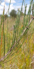 Allocasuarina emuina