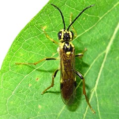 Tenthredo verticalis