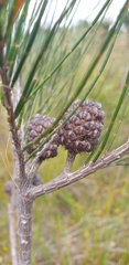 Allocasuarina emuina