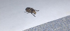Euparius marmoreus
