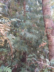 Podocarpus salignus