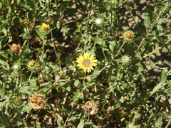 Grindelia pulchella