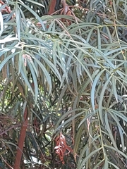 Podocarpus salignus