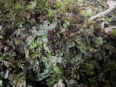 Pallavicinia lyellii