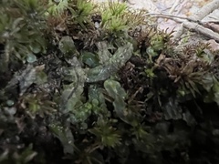 Pallavicinia lyellii